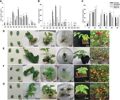 Establishment of in vitro regeneration system and molecular analysis of early development of somatic callus in Capsicum chinense and Capsicum baccatum